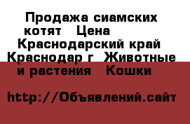 Продажа сиамских котят › Цена ­ 1 500 - Краснодарский край, Краснодар г. Животные и растения » Кошки   